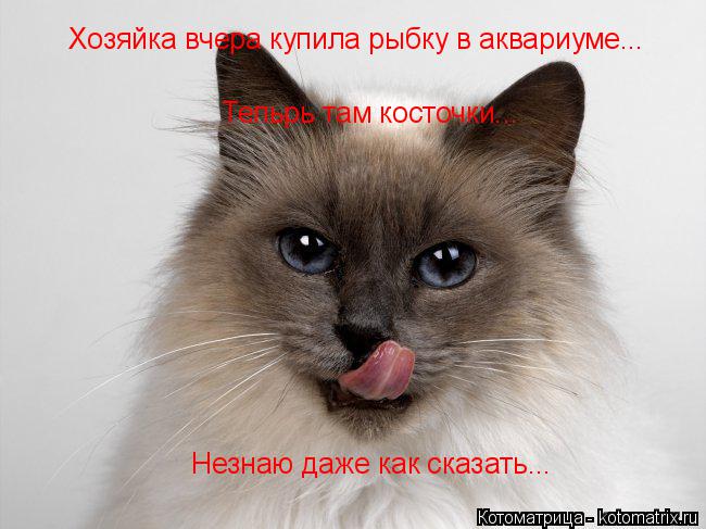 Котоматрица: Хозяйка вчера купила рыбку в аквариуме... Тепьрь там косточки... Незнаю даже как сказать...