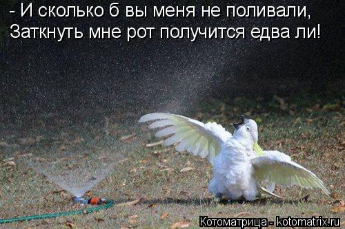 Котоматрица: - И сколько б вы меня не поливали, Заткнуть мне рот получится едва ли!