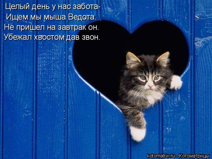 Котоматрица: Целый день у нас забота- Ищем мы мыша Ведота. Не пришел на завтрак он.  Убежал хвостом дав звон.