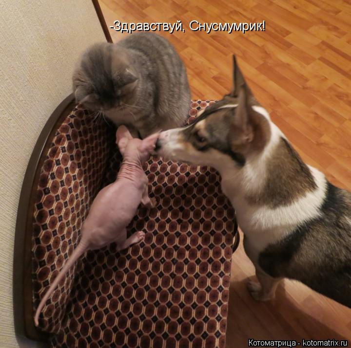Котоматрица: -Здравствуй, Снусмумрик!