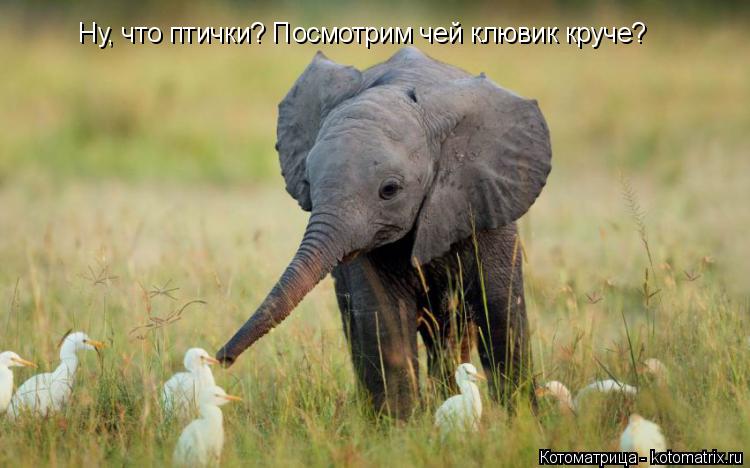 Котоматрица: Ну, что птички? Посмотрим чей клювик круче?