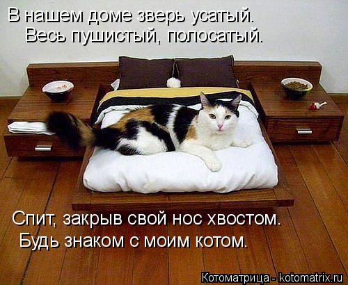 Котоматрица: В нашем доме зверь усатый.      Весь пушистый, полосатый.      Спит, закрыв свой нос хвостом.     Будь знаком с моим котом.