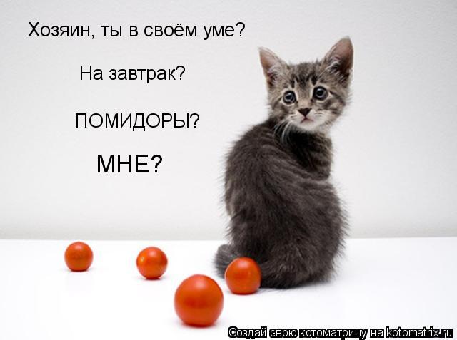 Хозяин, ты в своём уме? На завтрак? ПОМИДОРЫ? МНЕ?... Котоматрица: Хозяин, ты в своём уме? На завтрак? ПОМИДОРЫ? МНЕ?