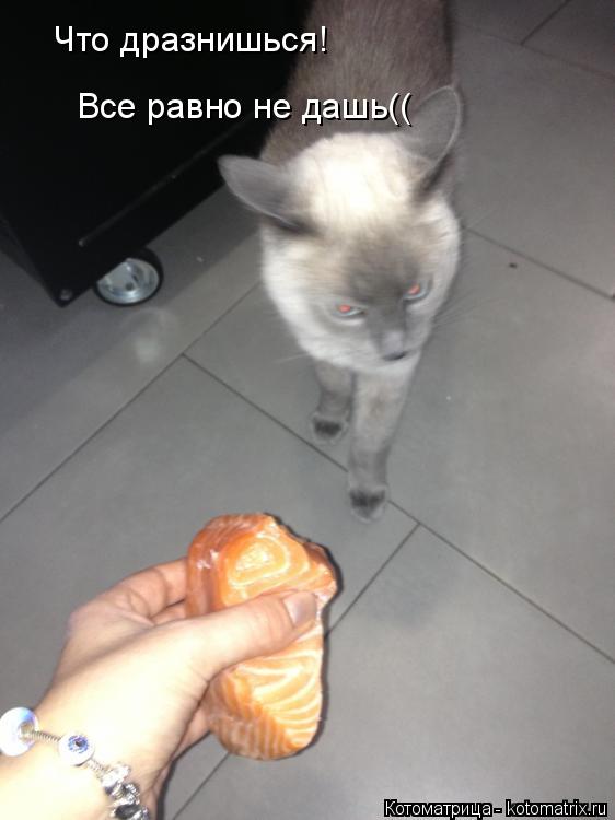 Котоматрица: Что дразнишься! Все равно не дашь((