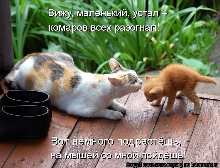 Вижу, маленький, устал – комаров всех разогнал! Вот немного подрастёшь, на мышей со мной пойдёшь!... Котоматрица: Вижу, маленький, устал – комаров всех разогнал! Вот немного подрастёшь, на мышей со мной пойдёшь!
