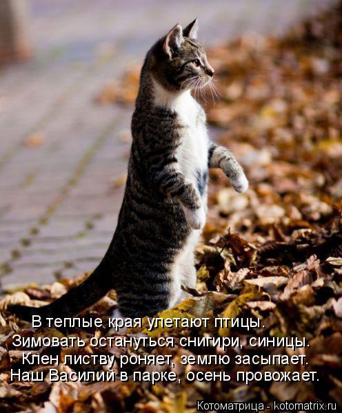 Котоматрица: Наш Василий в парке, осень провожает. Зимовать остануться снигири, синицы. В теплые края улетают птицы. Клен листву роняет, землю засыпает.