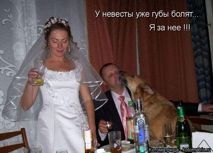 У невесты уже губы болят... Я за нее !!!... Котоматрица: У невесты уже губы болят... Я за нее !!!