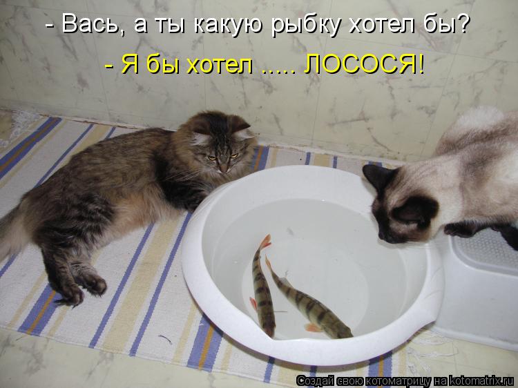 Котоматрица: - Вась, а ты какую рыбку хотел бы? - Я бы хотел ..... ЛОСОСЯ!