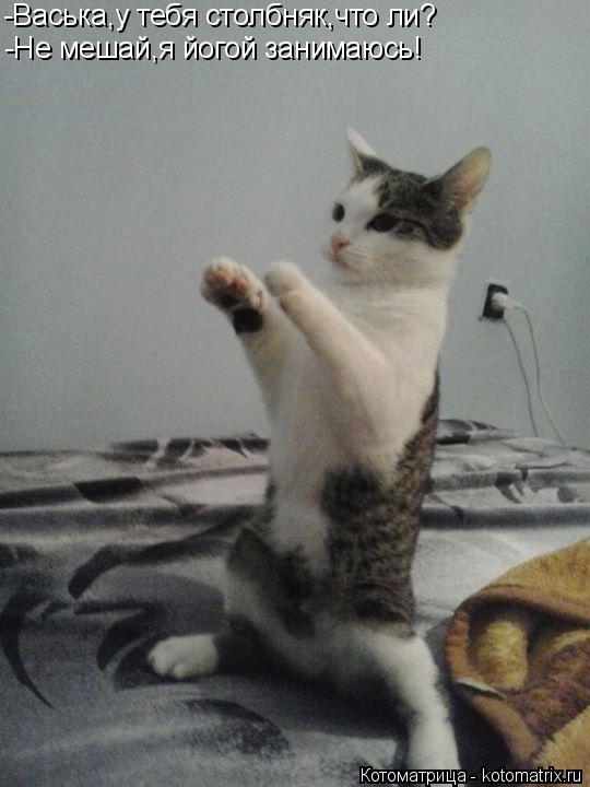 Котоматрица: -Васька,у тебя столбняк,что ли? -Не мешай,я йогой занимаюсь!