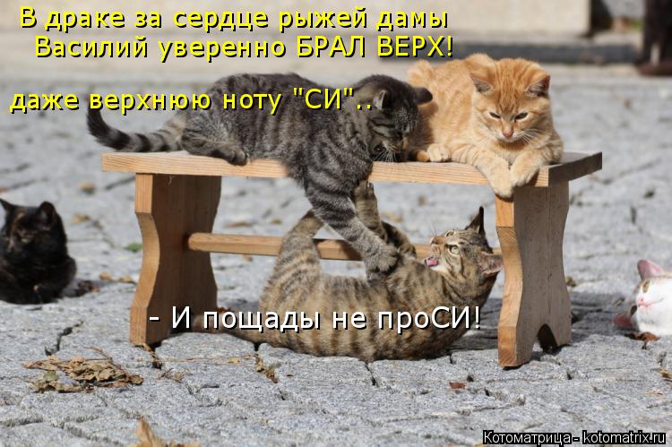 Котоматрица: В драке за сердце рыжей дамы Василий уверенно БРАЛ ВЕРХ! даже верхнюю ноту "СИ".. - И пощады не проСИ!