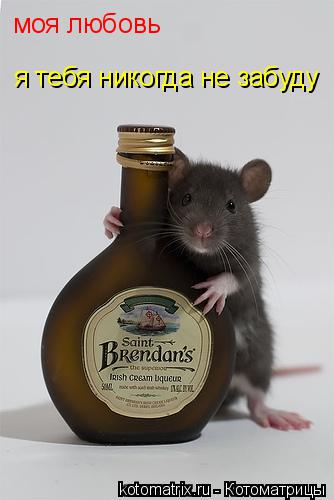 моя любовь я тебя никогда не забуду... Котоматрица: моя любовь я тебя никогда не забуду