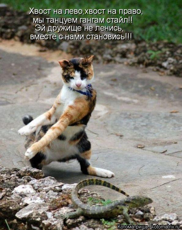 Котоматрица: Хвост на лево,хвост на право, мы танцуем гангам стайл!! Эй дружище не ленись, вместе с нами становись!!!