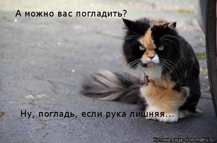Котоматрица: А можно вас погладить? Ну, погладь, если рука лишняя...