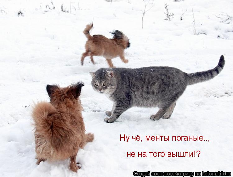 Котоматрица: Ну чё, менты поганые.., не на того вышли!?