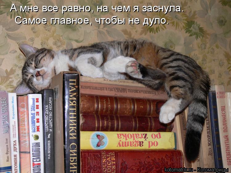 Котоматрица: А мне все равно, на чем я заснула. Самое главное, чтобы не дуло.