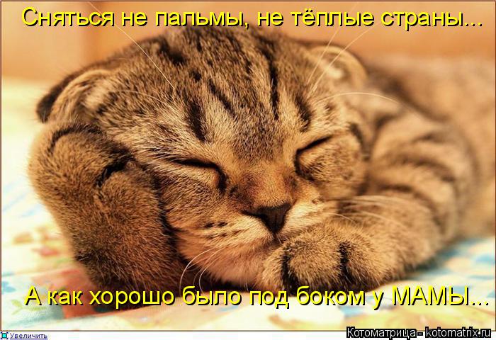 Котоматрица: Сняться не пальмы, не тёплые страны... А как хорошо было под боком у МАМЫ...