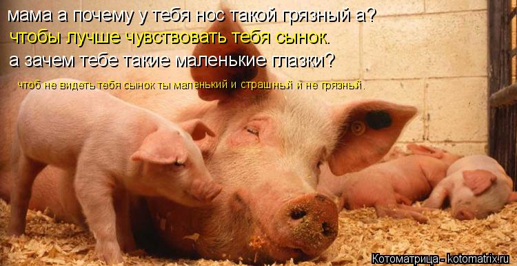 Котоматрица: мама а почему у тебя нос такой грязный а? чтобы лучше чувствовать тебя сынок. а зачем тебе такие маленькие глазки? чтоб не видеть тебя сынок 