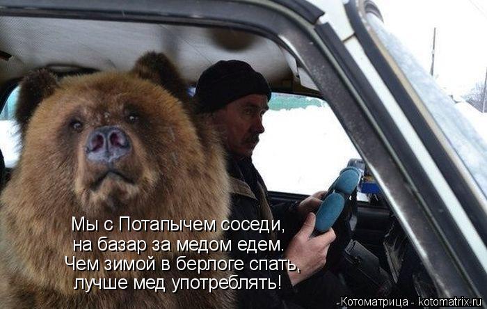 Котоматрица: Мы с Потапычем соседи, на базар за медом едем. Чем зимой в берлоге спать, лучше мед употреблять!