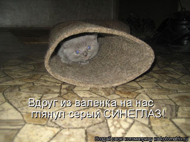 Котоматрица: Вдруг из валенка на нас глянул серый СИНЕГЛАЗ!