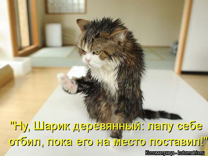 Котоматрица: "Ну, Шарик деревянный: лапу себе отбил, пока его на место поставил!"