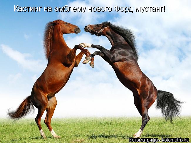 Котоматрица: Кастинг на эмблему нового Форд мустанг!