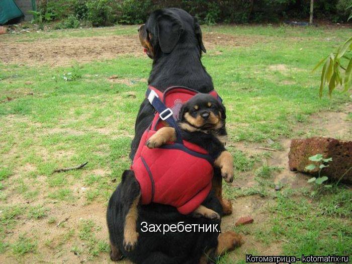 Котоматрица: Захребетник.