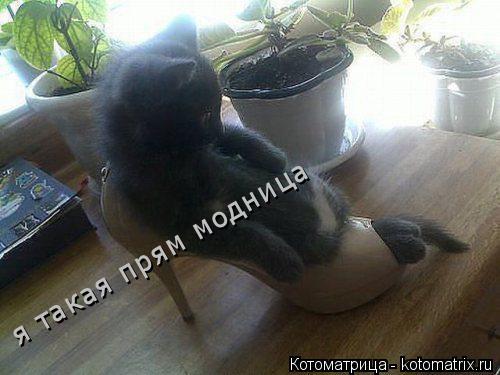 Котоматрица: я такая прям модница