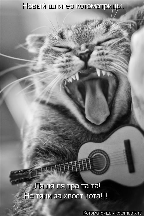 Котоматрица: Ля ля ля,тра та та! Не тяни за хвост кота!!! Новый шлягер котоматрицы.