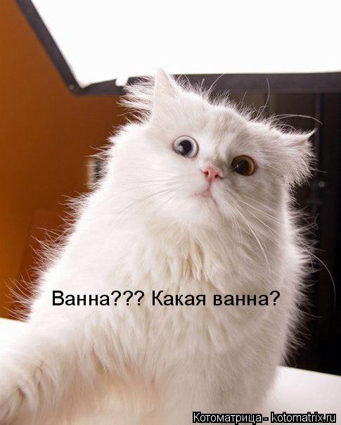 Котоматрица: Ванна??? Какая ванна?