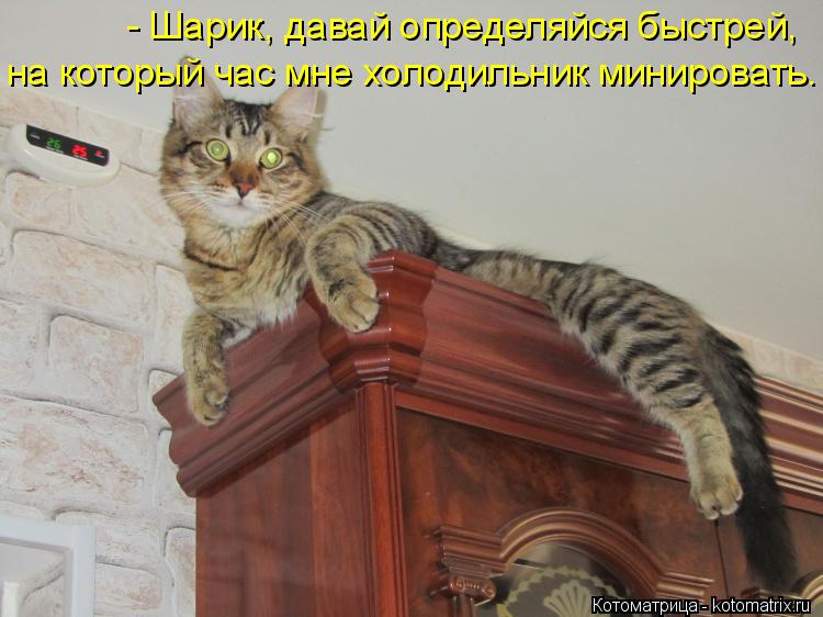 Котоматрица: - Шарик, давай определяйся быстрей, на который час мне холодильник минировать.
