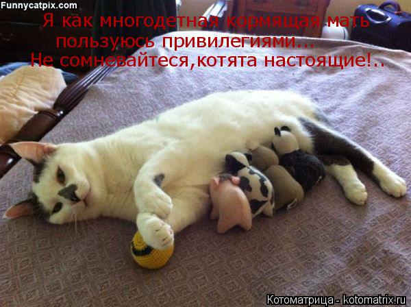 Котоматрица: Я как многодетная кормящая мать пользуюсь привилегиями...  Не сомневайтеся,котята настоящие!..