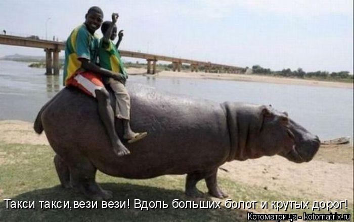 Котоматрица: Такси такси,вези вези! Вдоль больших болот и крутых дорог!