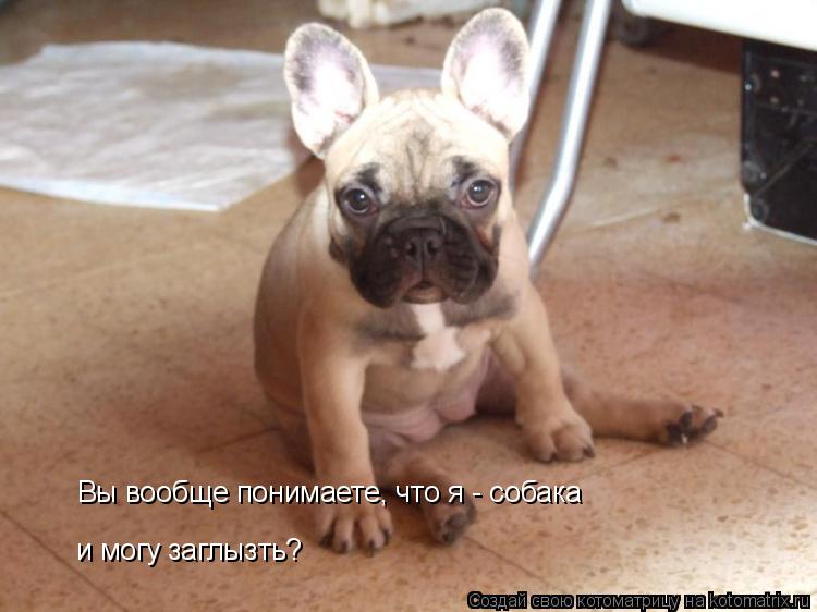 Котоматрица: и могу заглызть? Вы вообще понимаете, что я - собака