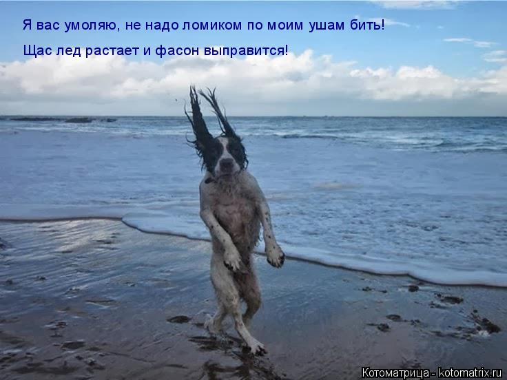 Котоматрица: Я вас умоляю, не надо ломиком по моим ушам бить!  Щас лед растает и фасон выправится!