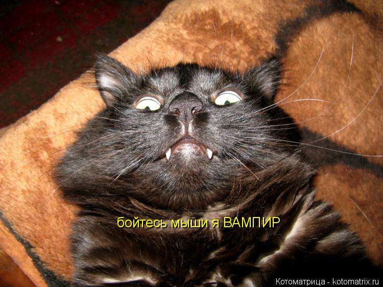 Котоматрица: бойтесь мыши я ВАМПИР