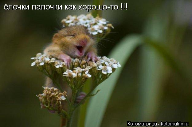 ёлочки палочки как хорошо-то !!!... Котоматрица: ёлочки палочки как хорошо-то !!!