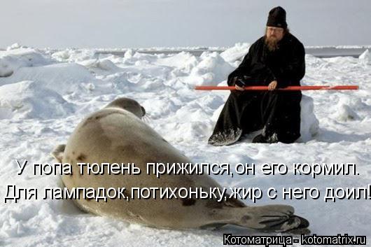 Котоматрица: У попа тюлень прижился,он его кормил. Для лампадок,потихоньку,жир с него доил!!!