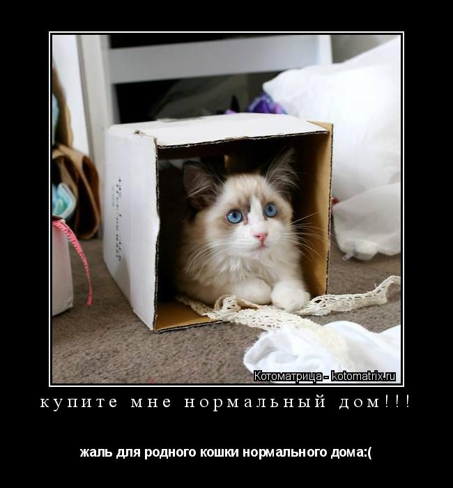 Котоматрица: купите мне нормальный дом!!! жаль для родного кошки нормального дома:(