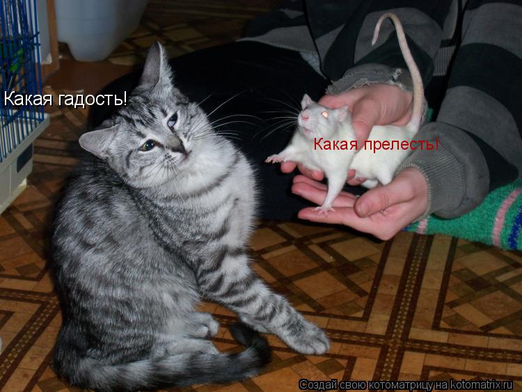 Котоматрица: Какая гадость! Какая прелесть!