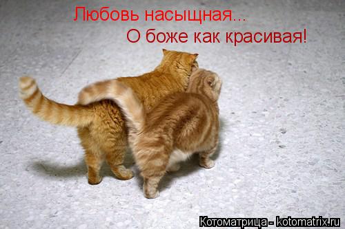 Котоматрица: Любовь насыщная... О боже как красивая!