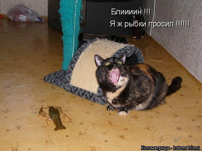 Котоматрица: Блиииин !!! Я ж рыбки просил !!!!!!