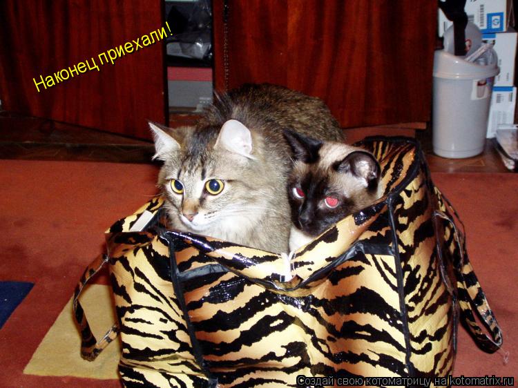 Наконец приехали!... Котоматрица: Наконец приехали!