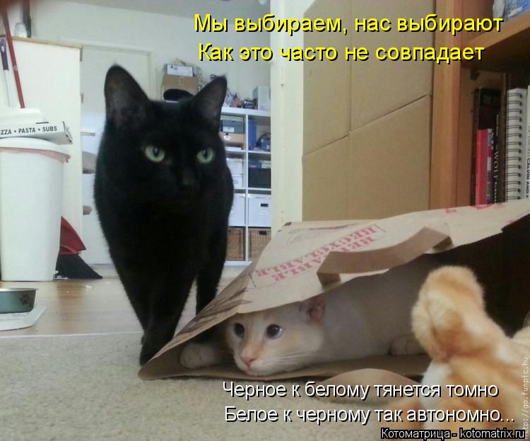 Котоматрица: Мы выбираем, нас выбирают Как это часто не совпадает Черное к белому тянется томно Белое к черному так автономно...