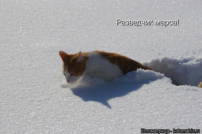 Котоматрица: Разведчик марса!