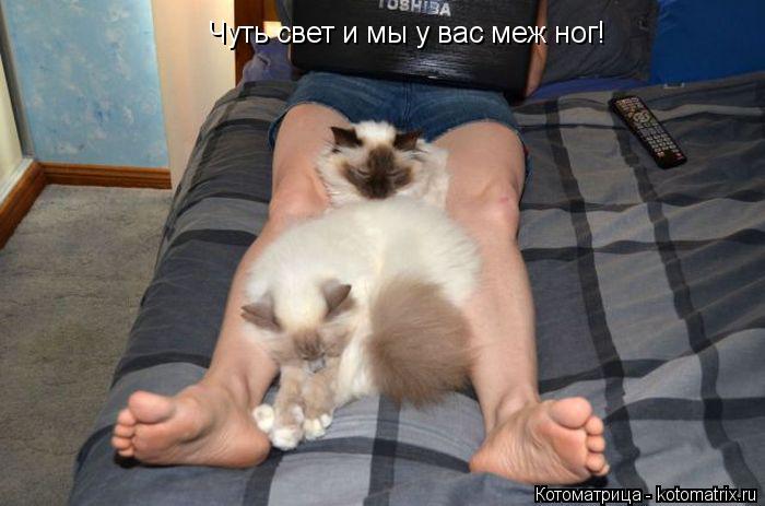 Котоматрица: Чуть свет и мы у вас меж ног!