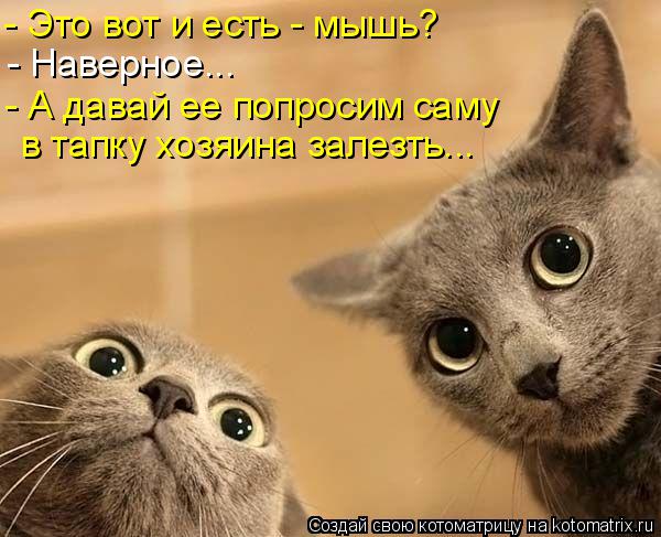 Котоматрица: - Это вот и есть - мышь? - Наверное... - А давай ее попросим саму в тапку хозяина залезть...