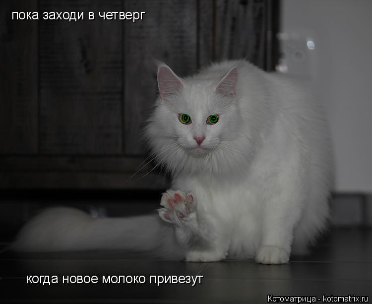 пока заходи в четверг когда новое молоко привезут о о... Котоматрица: пока заходи в четверг когда новое молоко привезут о о