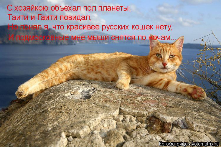 Котоматрица: С хозяйкою объехал пол планеты, Таити и Гаити повидал, Но понял я, что красивее русских кошек нету, И подмосковные мне мыши снятся по ночам....