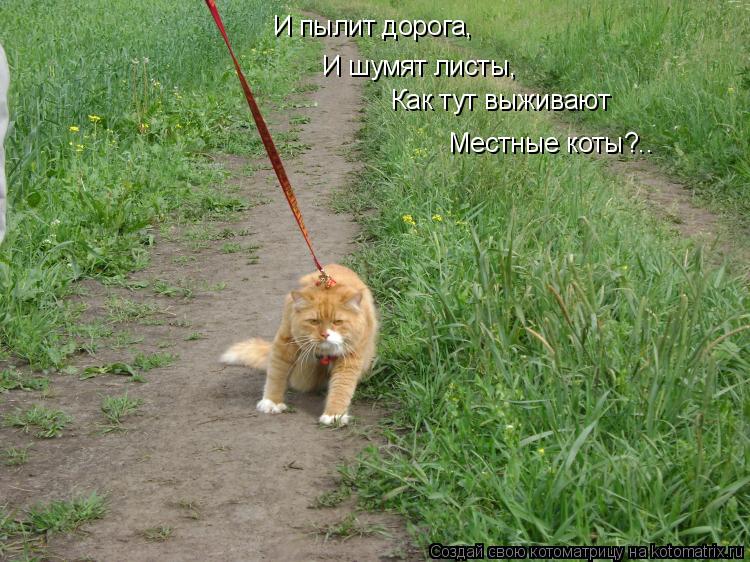 Котоматрица: И пылит дорога,  И шумят листы, Как тут выживают Местные коты?..