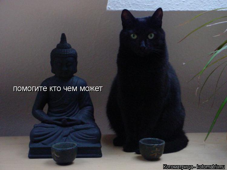Котоматрица: помогите кто чем может